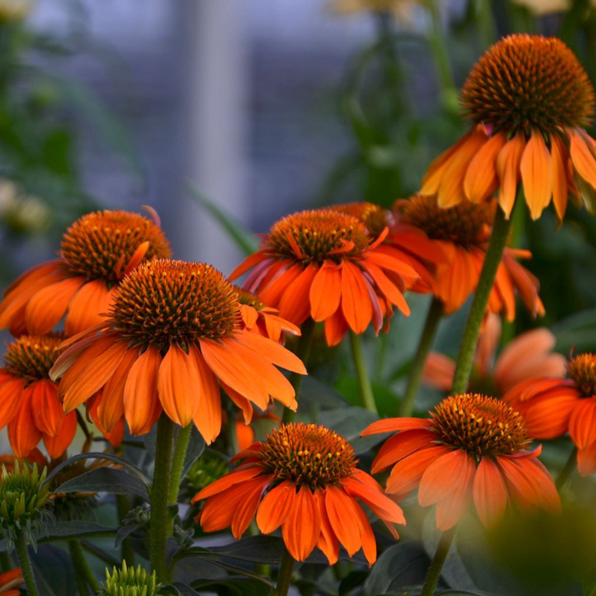 Echinacea Sombrero Adobe Orange Coneflower perennial for sale in Lebanon