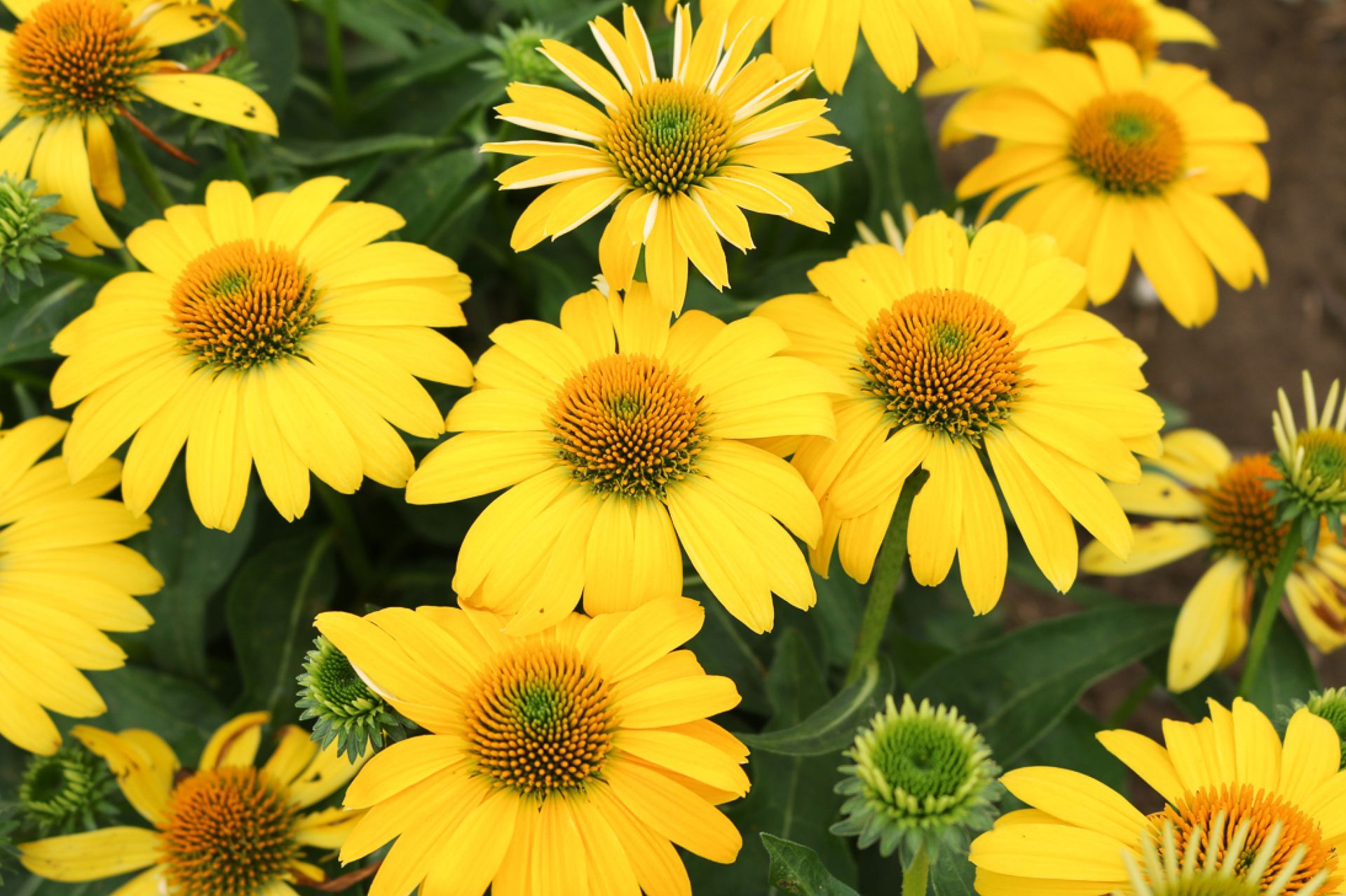 Echinacea Sombrero Lemon Yellow Coneflower perennial for sale in Lebanon