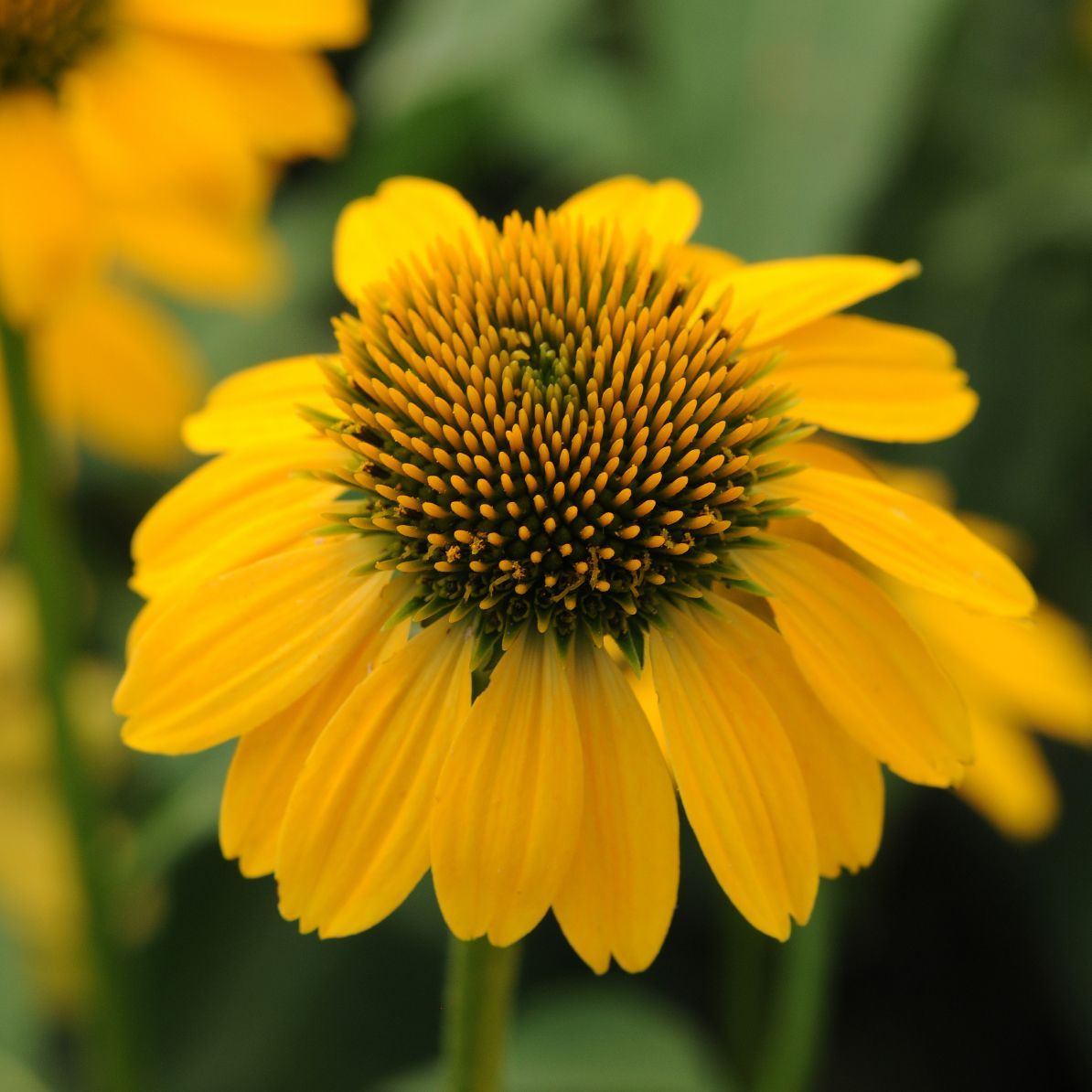 Echinacea Sombrero Lemon Yellow Coneflower perennial for sale in Lebanon