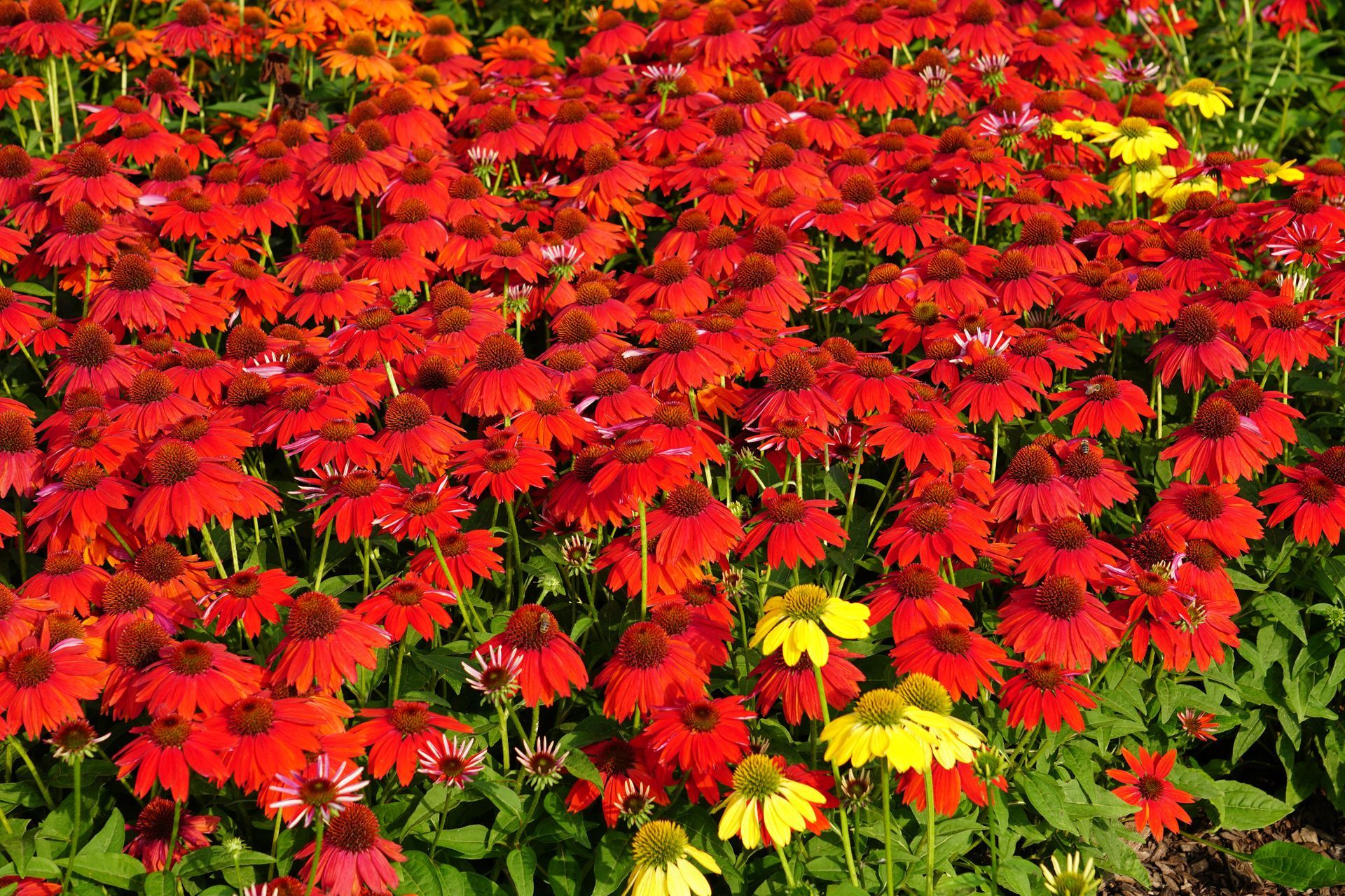 Echinacea Sombrero Salsa Coneflower perennial for sale in Lebanon