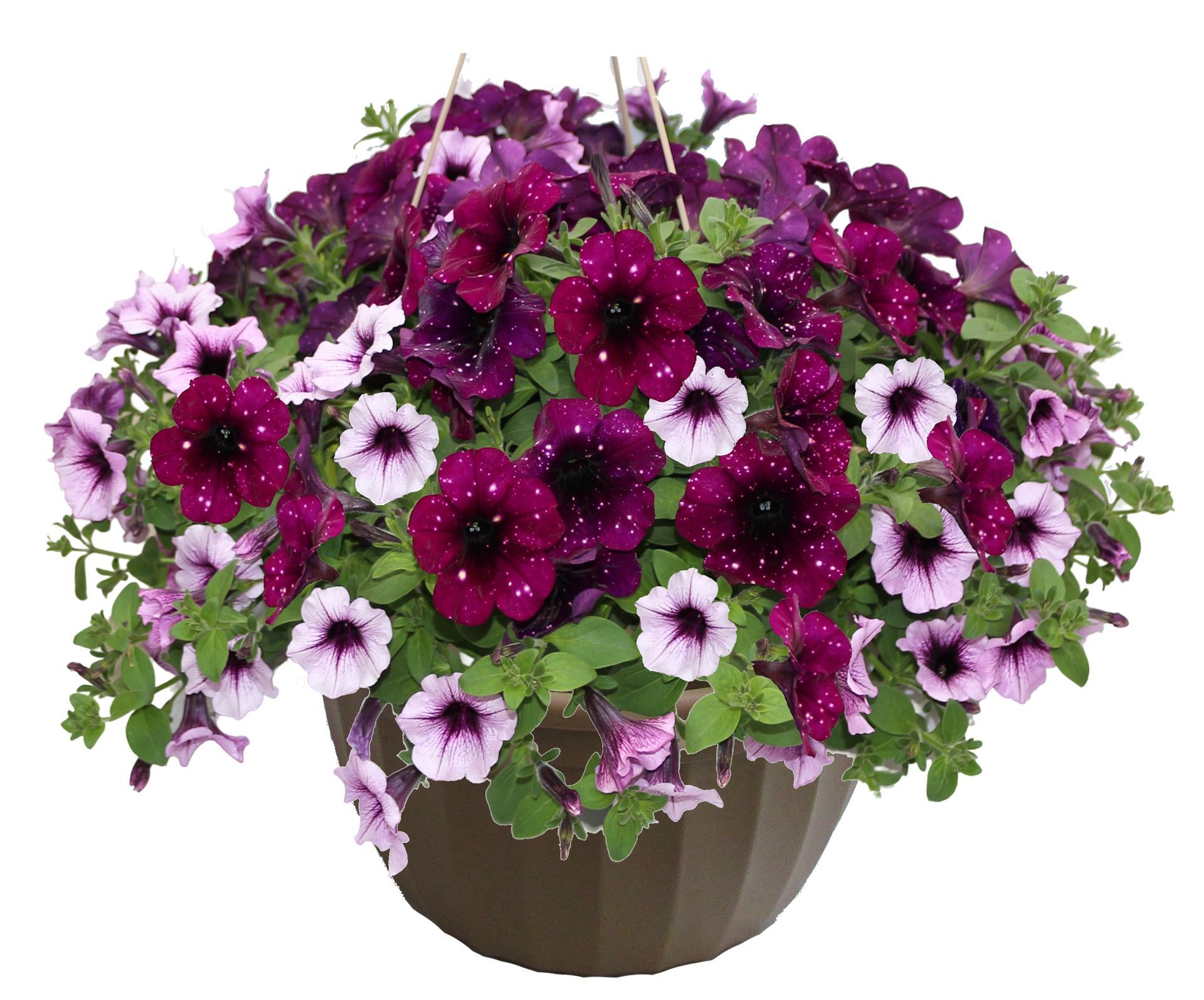 Petunia Mix Hanging Basket Flowers for sale in Lebanon PA