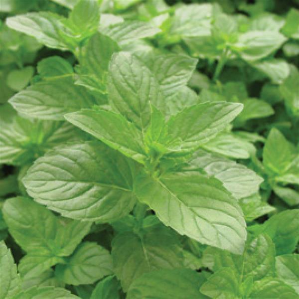 Spearmint Tea Plant for sale in Lebanon PA