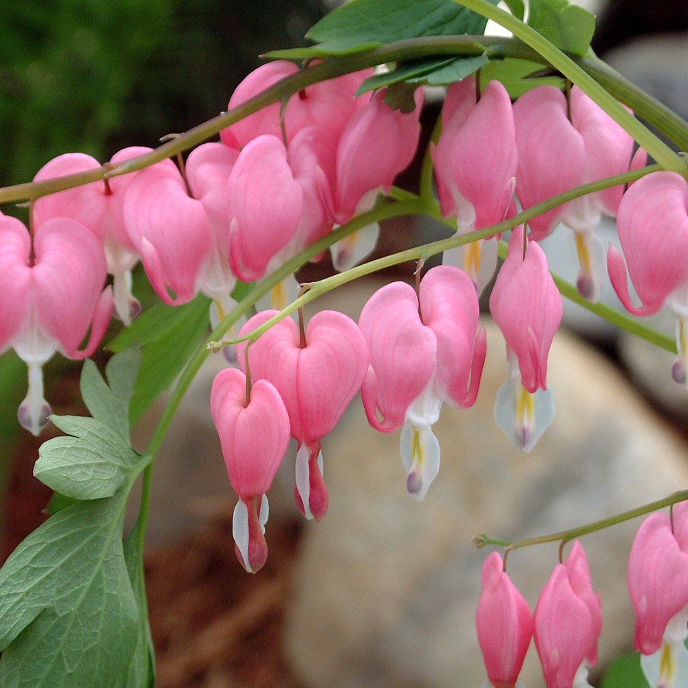 Dicentra spectabilis bleeding hearts pink old-fashioned perennials