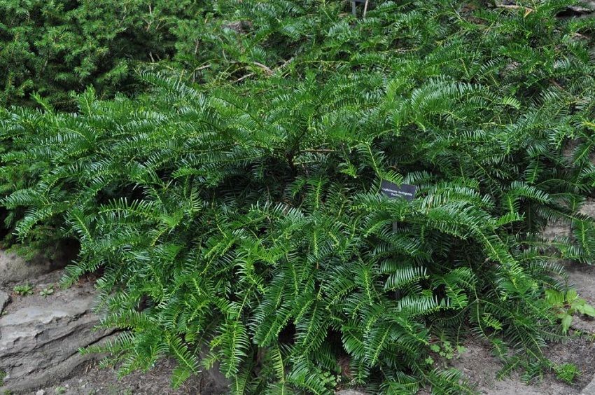 plum yew japanese spreading shrub evergreen bush for sale in Lebanon