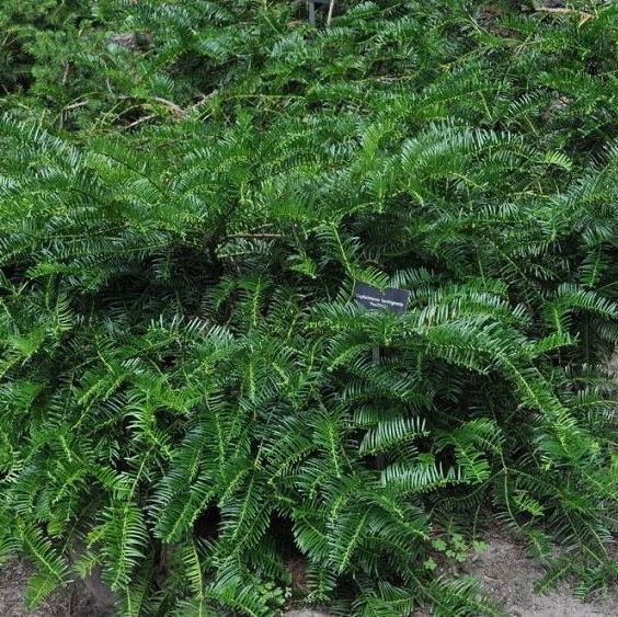 Japanese plum-yew bush spreading shrub for sale in Lebanon