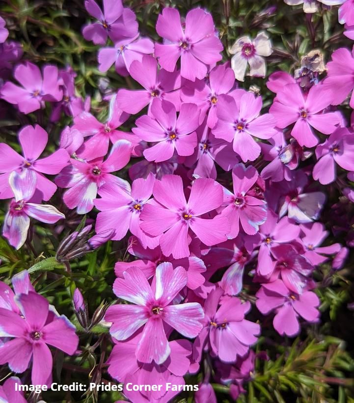 Phlox subulata Spring Purple Creeping Phlox/ Moss Pinks perennial for sale in Lebanon