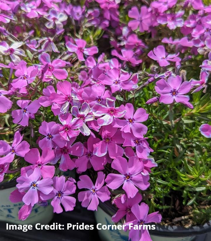 Phlox subulata Spring Purple Creeping Phlox/ Moss Pinks perennial for sale in Lebanon