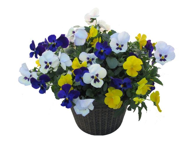 Corbeille de ville Athena Flowers 65 litres - Husson International