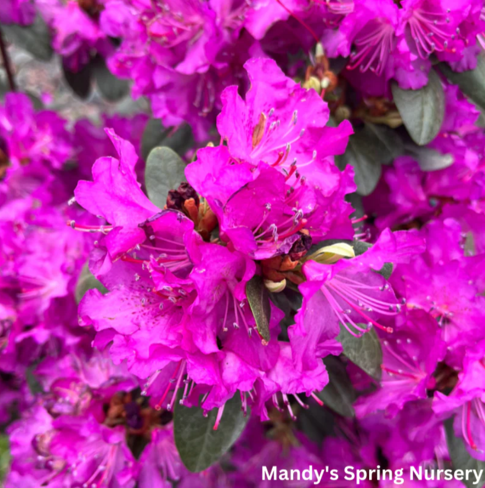 rhododendron shrub bush pjm for sale in Lebanon