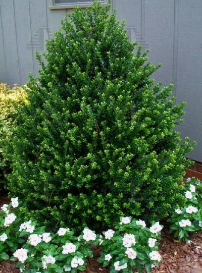 Ilex crenata Steeds Holly shrub japanese evergreen bush for sale in Lebanon