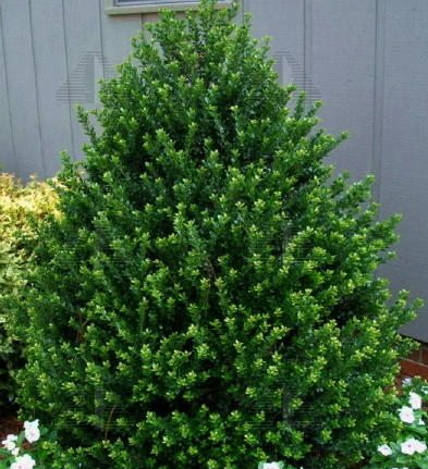 Evergreen Plants - The Nursery - Nolt's Garden Center