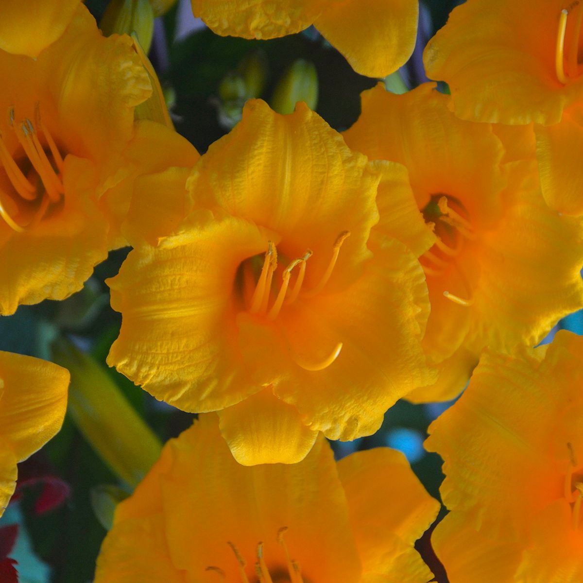 Hemerocallis Stella de Oro Daylily perennial for sale in Lebanon