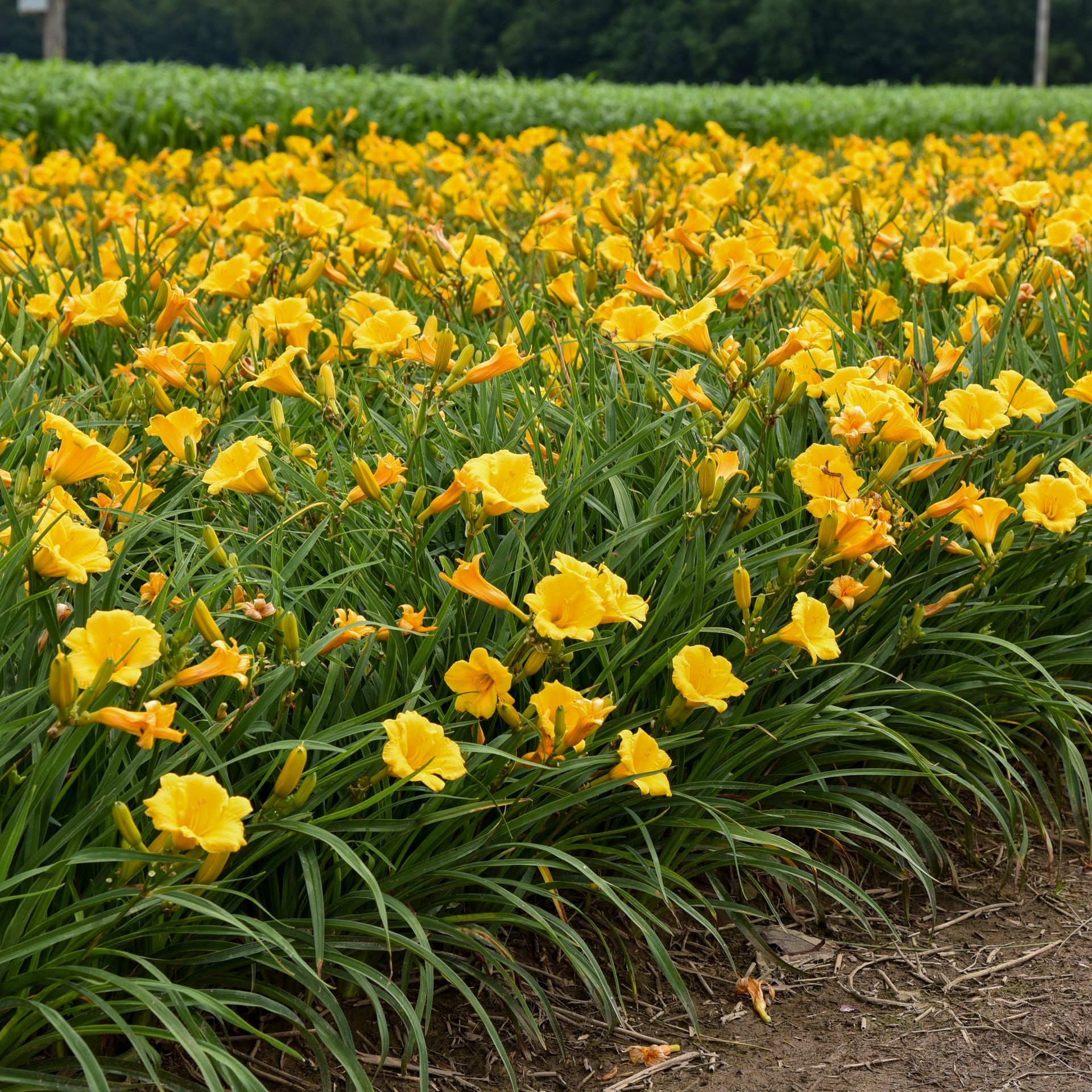 Hemerocallis Stella de Oro Daylily perennial for sale in Lebanon