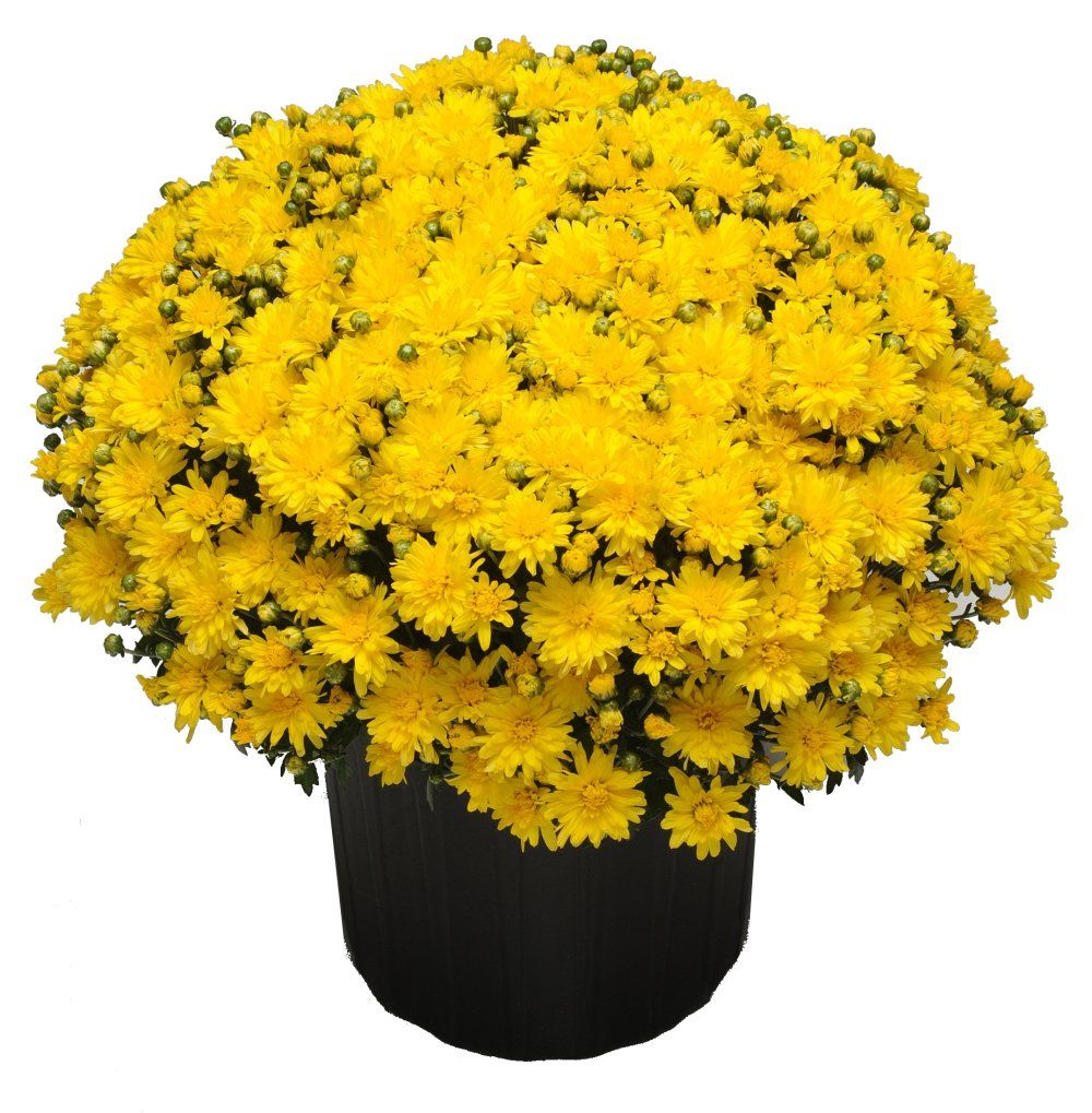 Fall Mum Chrysanthemums stellar yellow