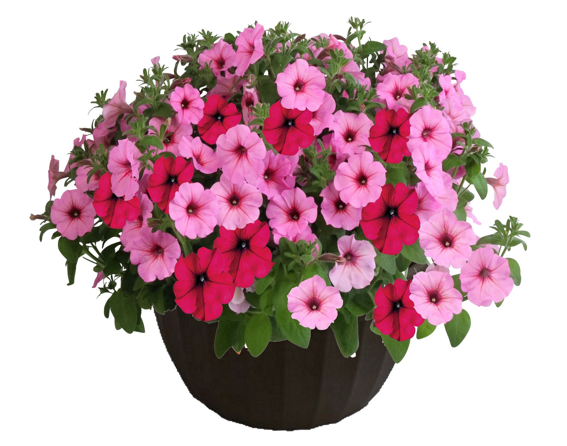 Petunia Mix Hanging Basket Flowers for sale in Lebanon PA