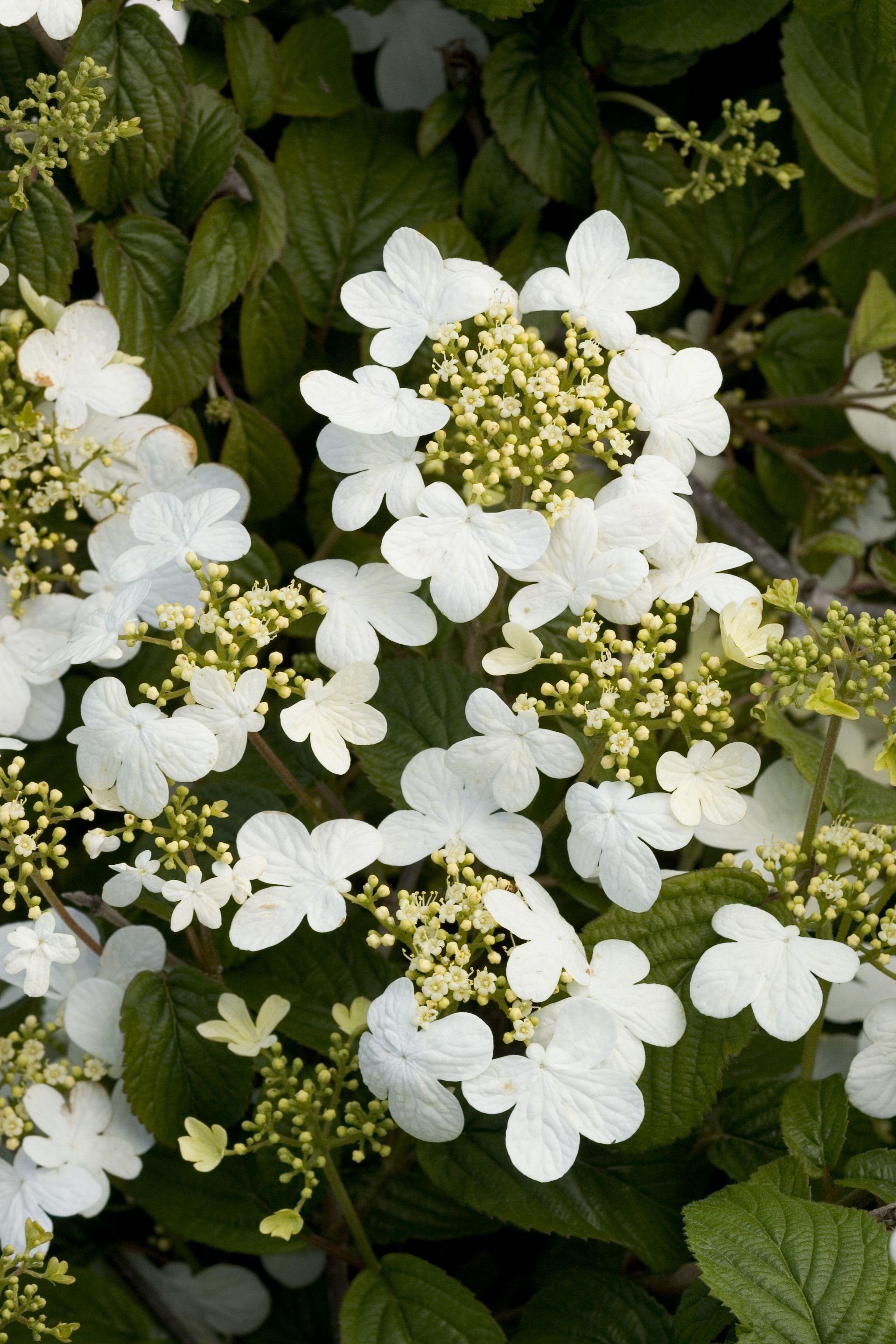 summer snowflake viburnum shrub flowering bush for sale in Lebanon