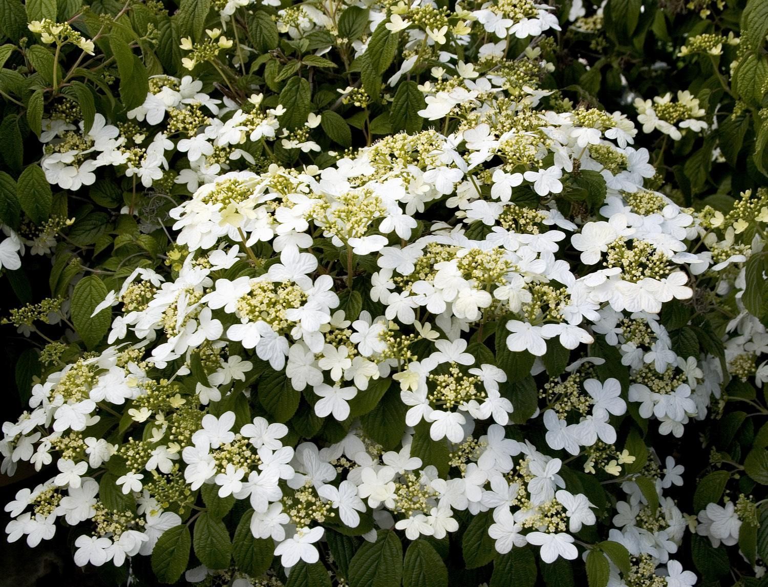 summer snowflake viburnum shrub flowering bush for sale in Lebanon