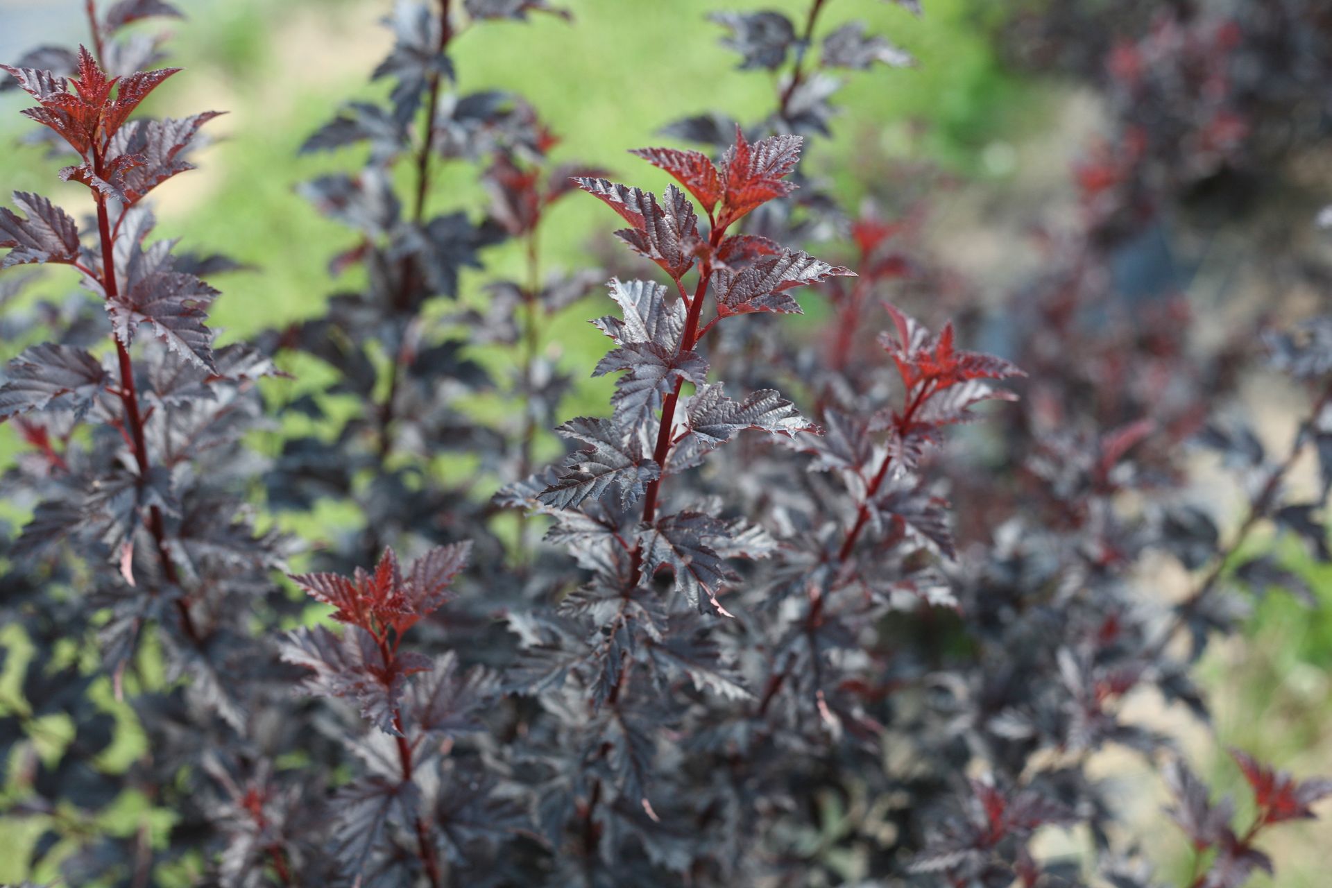 Physocarpus Summer Wine Black Ninebark shrub flowering bush for sale in Lebanon