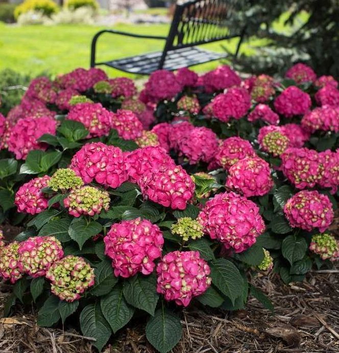 hydrangea mophead endless summer summer crush macrophylla shrub bush