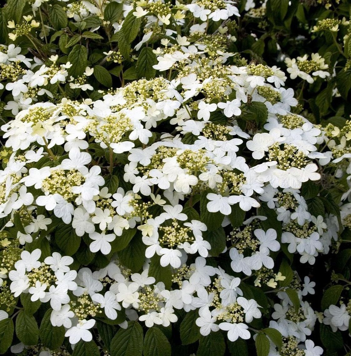 summer snowflake viburnum bush flowering bush for sale in lebanon