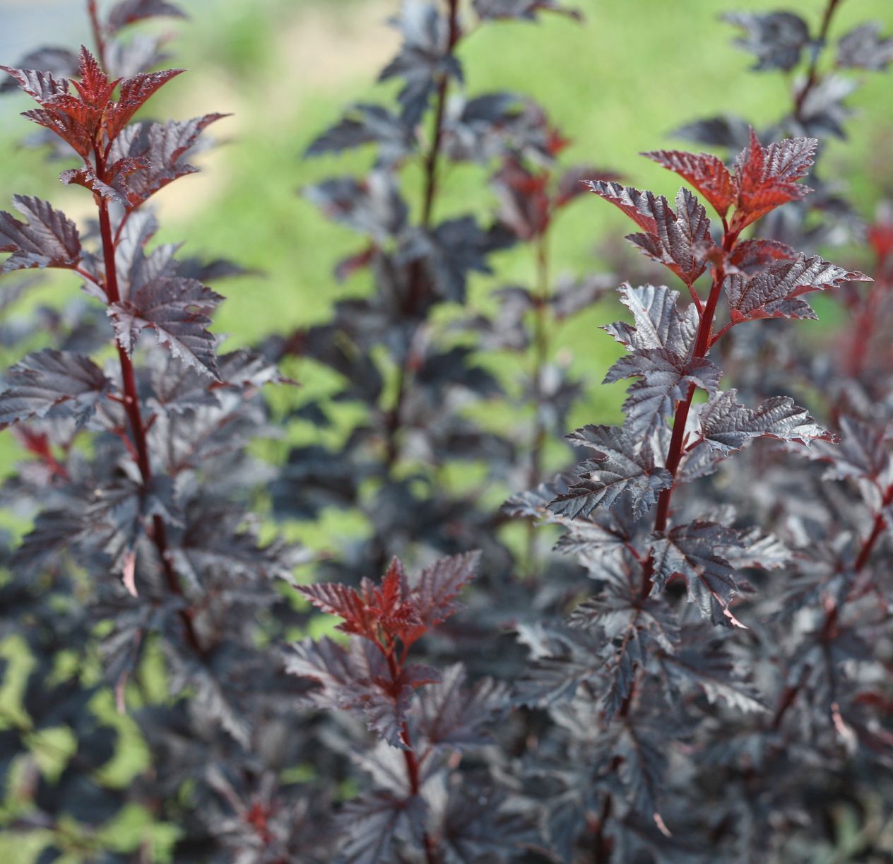 Ninebark Physocarpus  summer wine black shrub flowering bush for sale in Lebanon