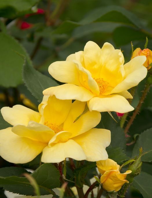 Sunny Knockout Rose shrub flowering bush for sale in Lebanon