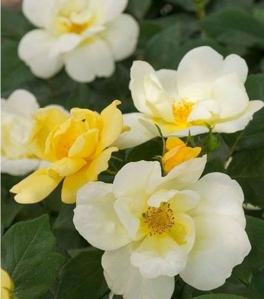 rose bush easy bree-zy white yellow  knockout shrub