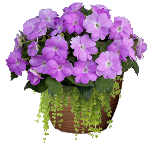 White Impatiens Sunpatiens Hanging Basket flowers for sale in Lebanon PA