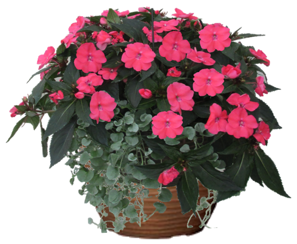 Red Impatiens Sunpatiens Hanging Basket flowers for sale in Lebanon PA