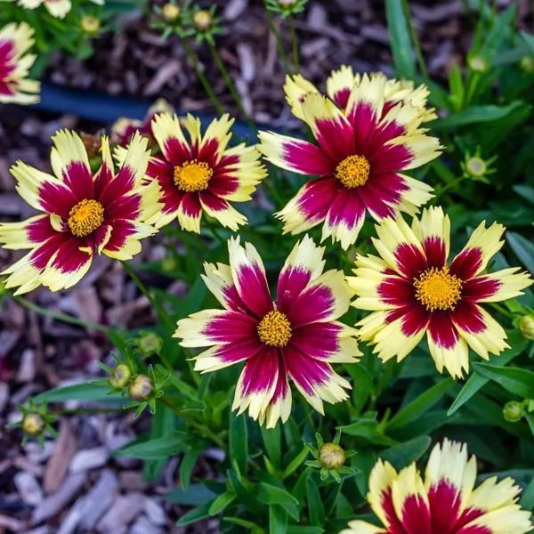 Perennial Coreopsis Superstar flower for sale near me in Lebanon PA.