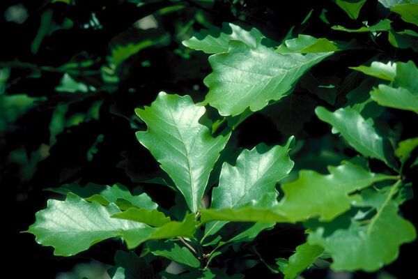 Quercus bicolor Swamp White Oak Tree for sale in Lebanon