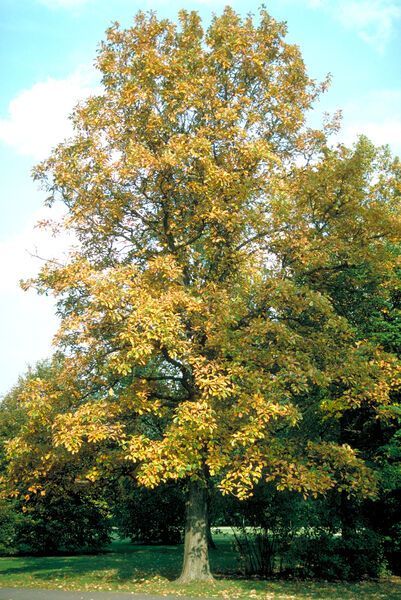 Quercus bicolor Swamp White Oak Tree for sale in Lebanon