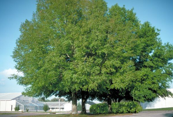 Quercus bicolor Swamp White Oak Tree for sale in Lebanon