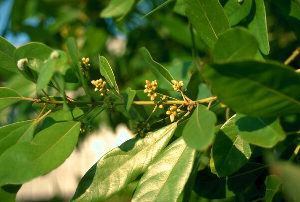 Magnolia virginiana Sweet Bay Magnolia Tree for sale in Lebanon