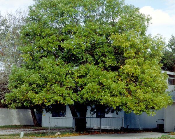 Magnolia virginiana Sweet Bay Magnolia Tree for sale in Lebanon