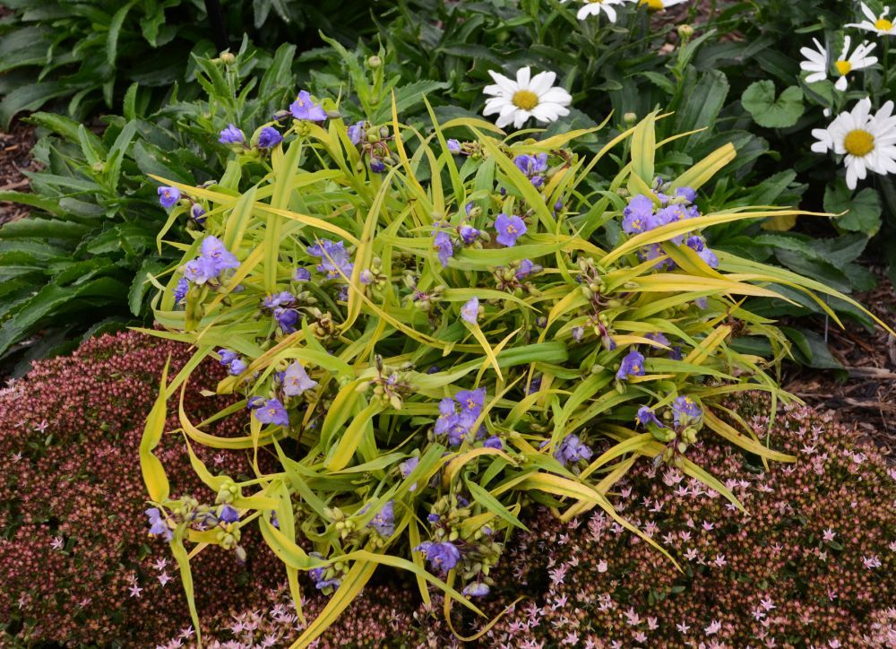 Tradescantia Sweet Kate Spiderwort perennial for sale in Lebanon