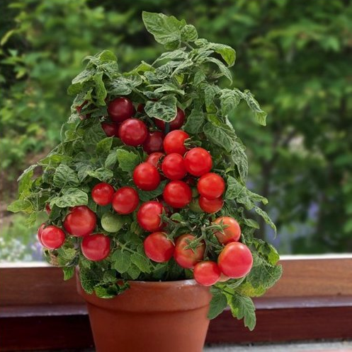Sweet 'n Neat Scarlet Tomato Plants for sale in Lebanon PA
