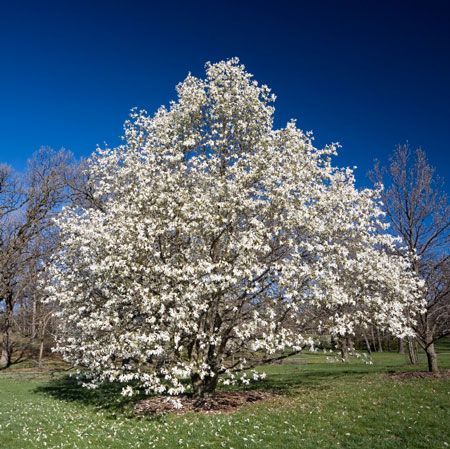 Magnolia virginiana Sweet Bay Magnolia Tree for sale in Lebanon
