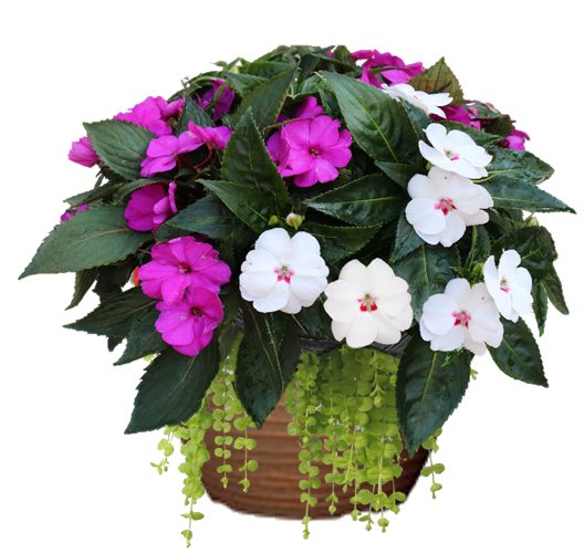 Orange Impatiens Sunpatiens Hanging Basket flowers for sale in Lebanon PA