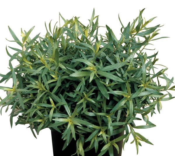 French Tarragon Plants for sale in Lebanon PA