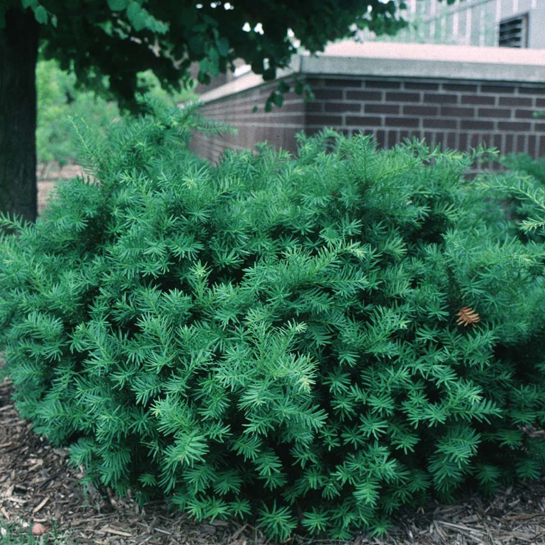 Densiformis yew bush spreading shrub for sale lebanon pa