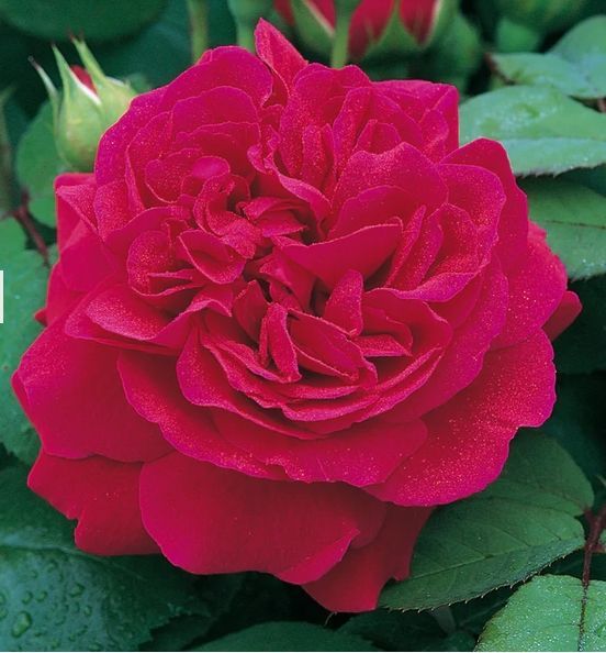 English Rose Tess of the D'Urbervilles David Austin Rose shrub flowering bush for sale in Lebanon