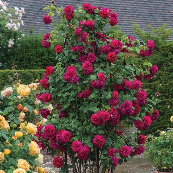 English Rose Tess of the D'Urbervilles David Austin Rose shrub flowering bush for sale in Lebanon