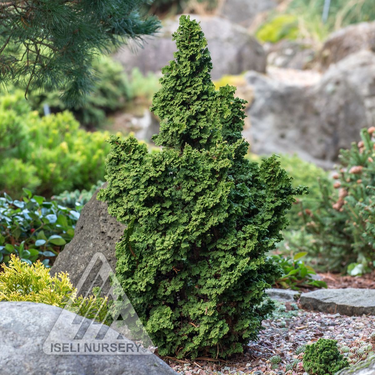 Thuja Primo Arborvitae shrub evergreen bush for sale in Lebanon