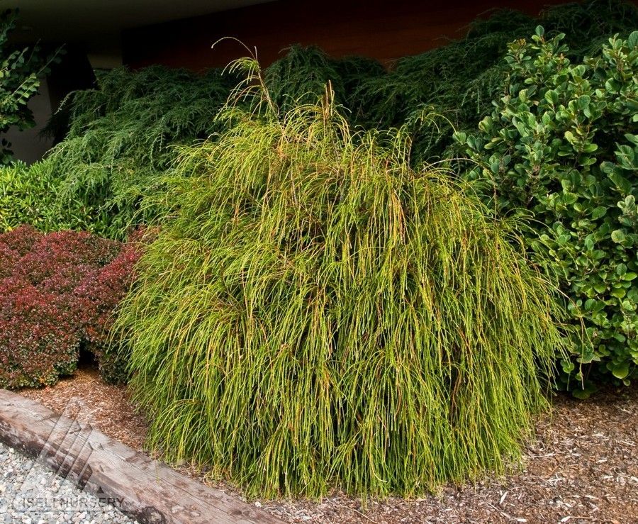 Thuja Whipcord Western Red Cedar shrub evergreen bush for sale in Lebanon