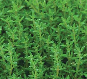 Thyme Plants for sale in Lebanon PA