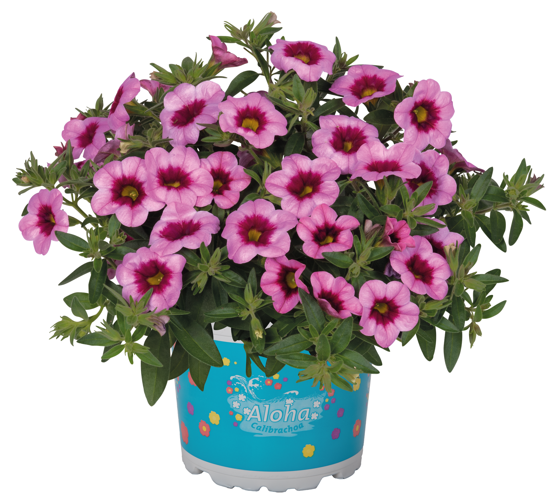 Calibrachoa Soft Pink flower for sale in Lebanon PA