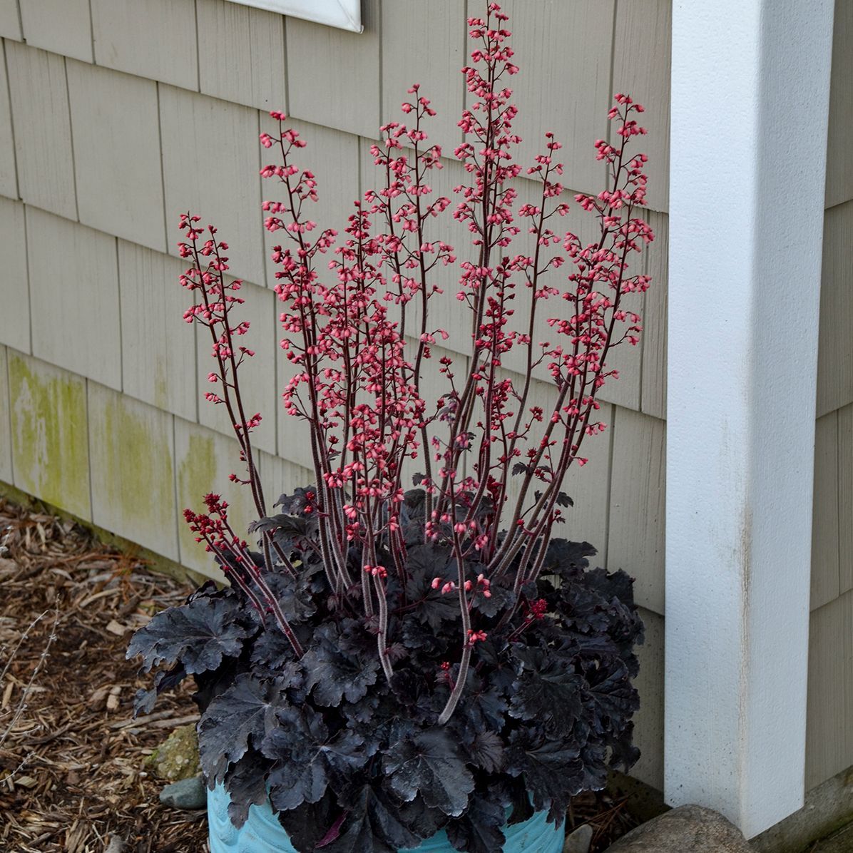 Heuchera Timeless Night Coral Bells perennial for sale in Lebanon