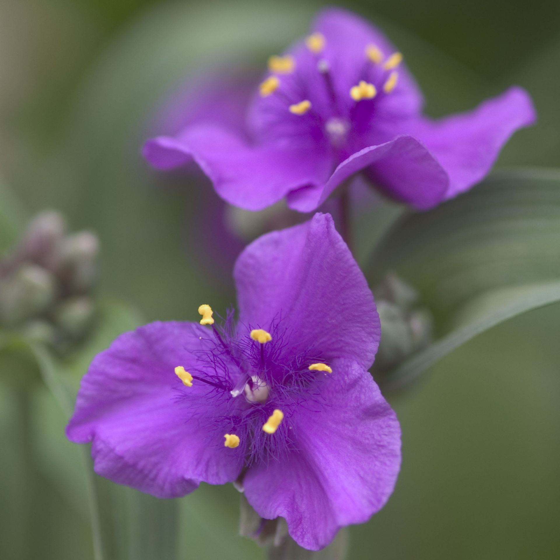 Tradescantia Concord Grape Spiderwort perennial for sale in Lebanon