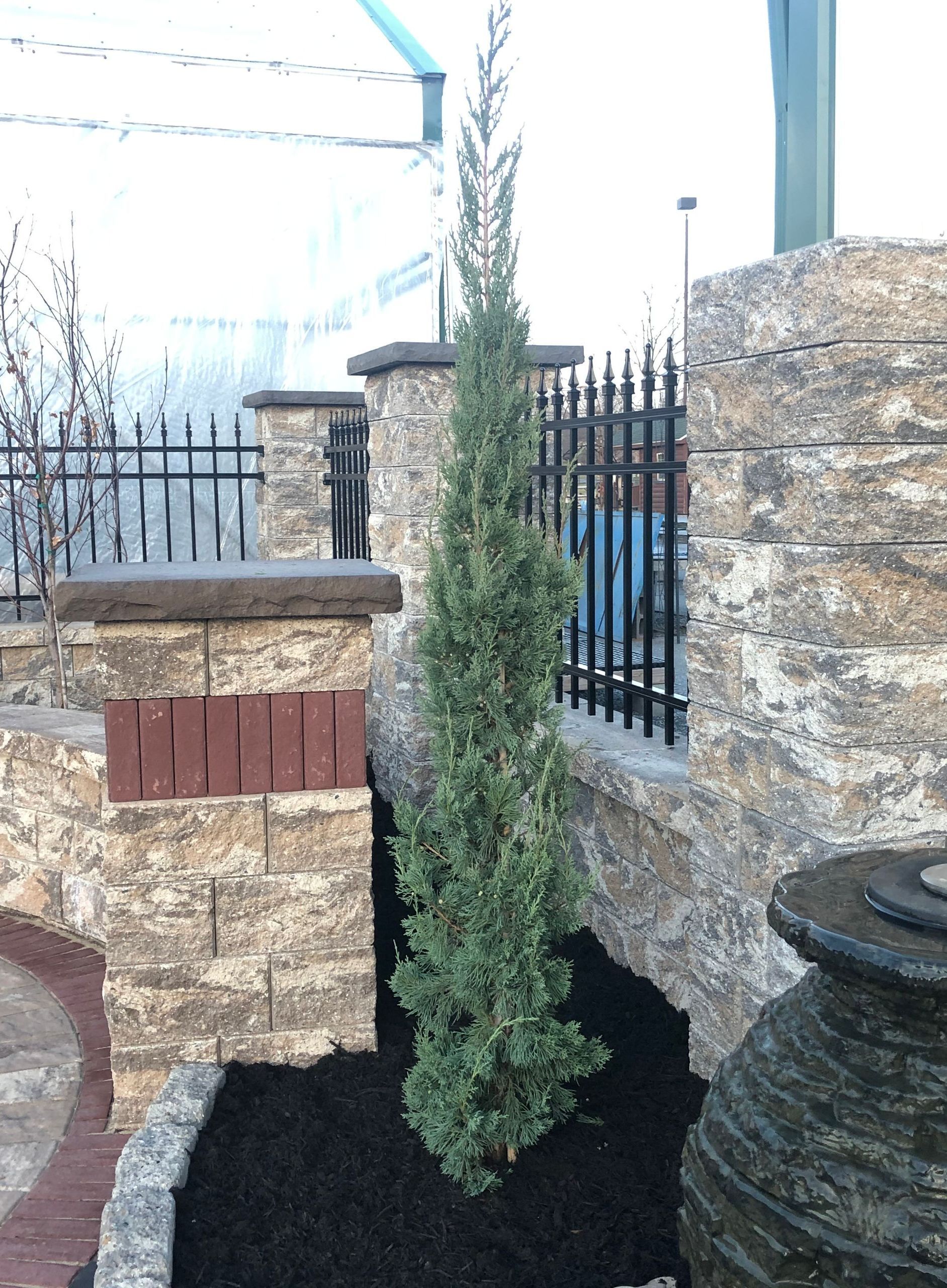 juniperus chinensis juniper trautman shrub evergreen bush for sale lebanon pa